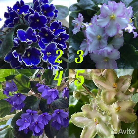 Сортовые фиалки