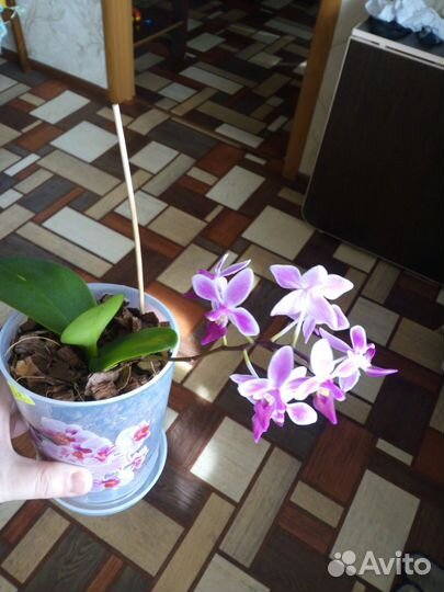 Орхидея сортовая