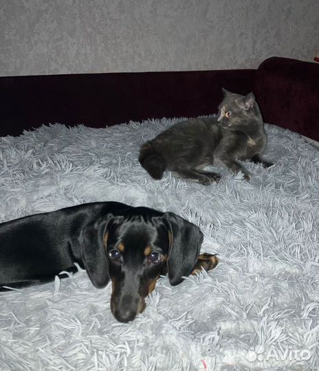 Кошка британская