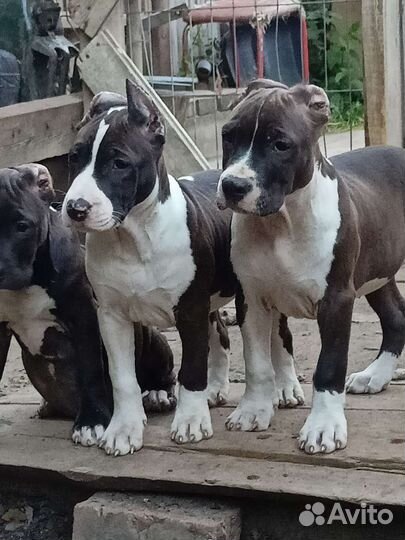 Высокопородные щенки стаффорда