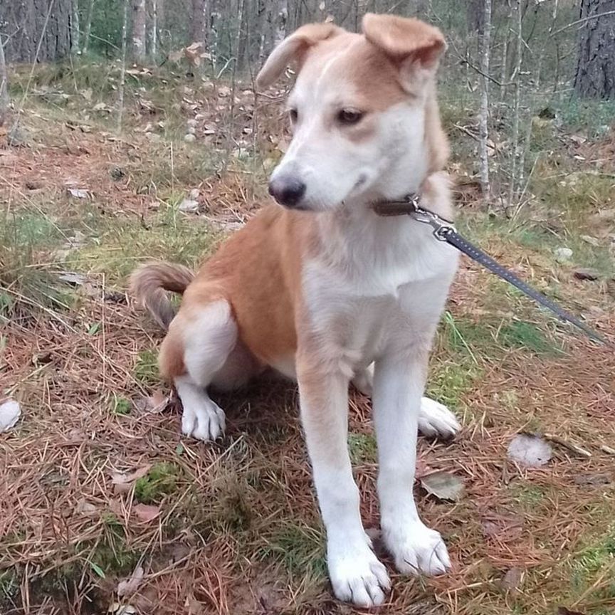 Собаки бесплатно в добрые руки