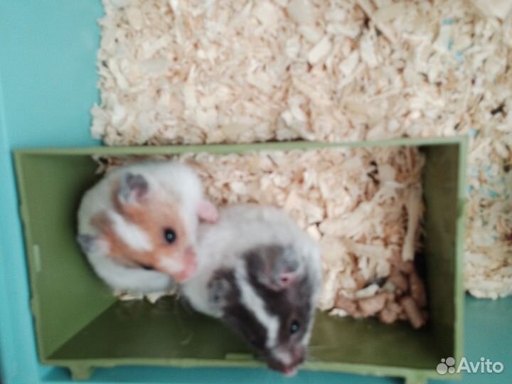 Клетка для хомяка и хамяки