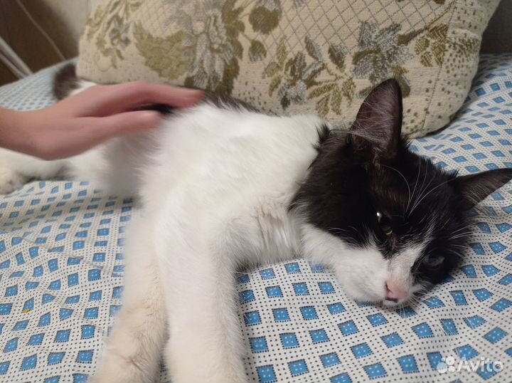 Кошка бесплатно