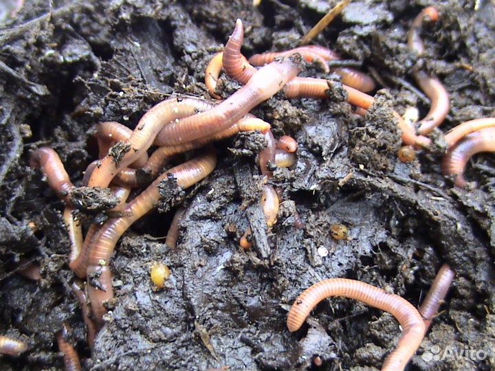 Черви Старатель