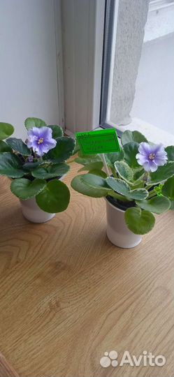 Фиалки (листы с детками)