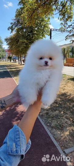 Шпиц мишка