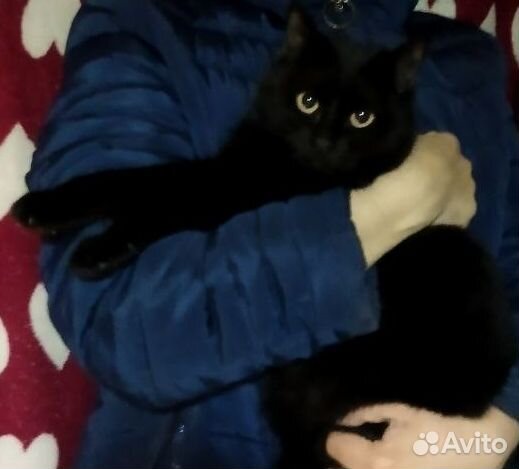 Отдам кошечек в добрые руки