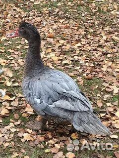 Индоутки самцы