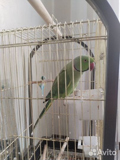 Ожереловый попугай самец