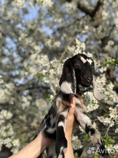 Англо нубийские козы