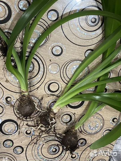 Домашние цветы Аглонема и Амариллис красный