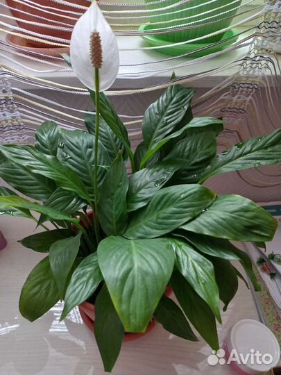 Спатифиллум