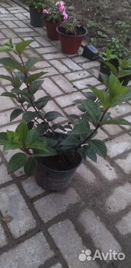 Гортензия метельчатая Самарска Лидия