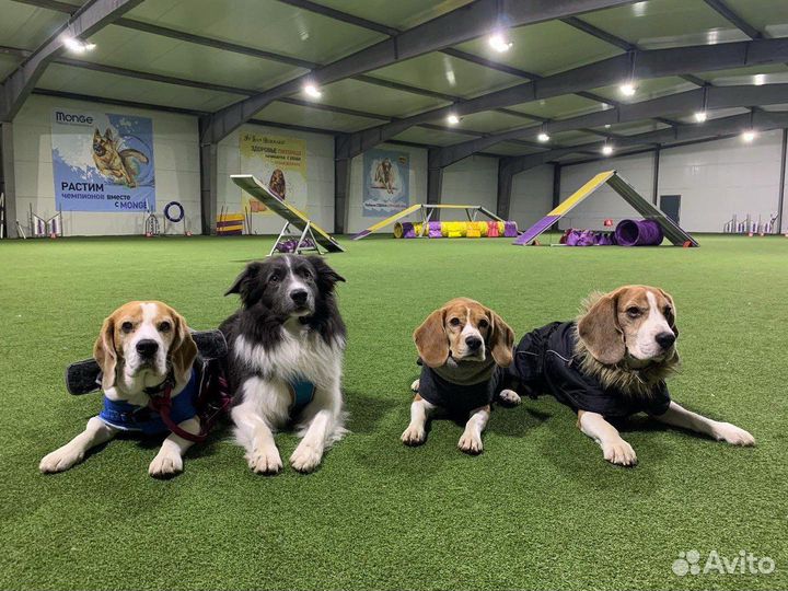 Дрессировка собак