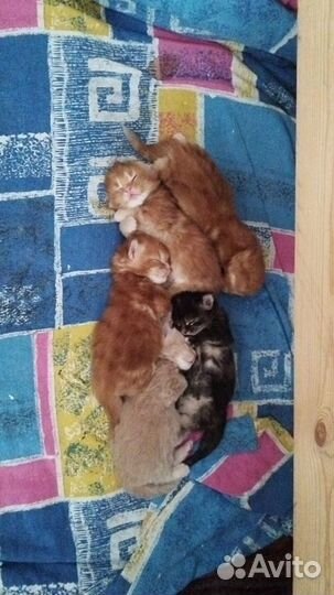 Мейн-кун вязка