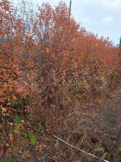 Участок 5,04 га (СНТ, ДНП)