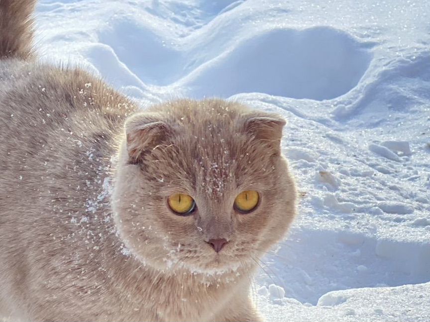 Шотландская вислоухая кошка, и кот