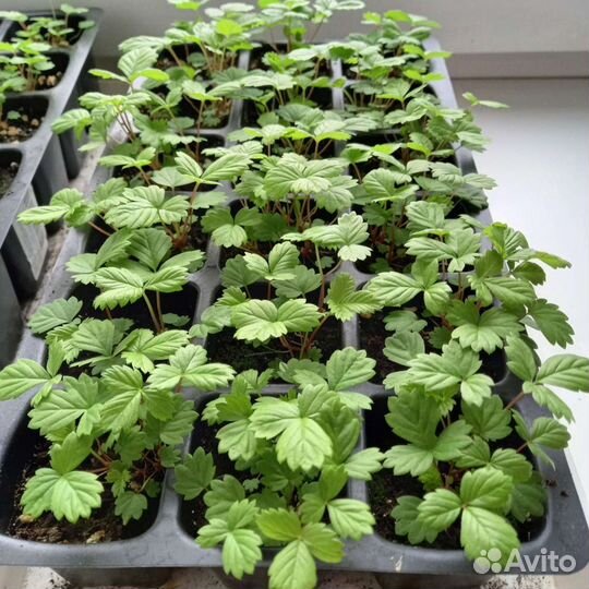 Рассада садовой земляники