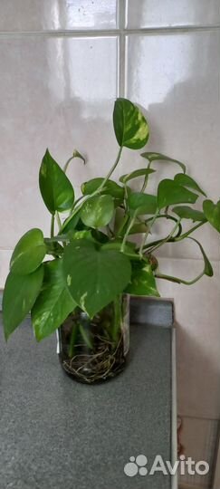 Эпипремнум золотистый сциндапсус