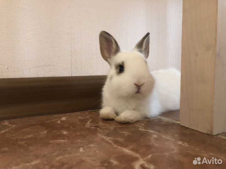 Карликовый кролик - ручной, добрый