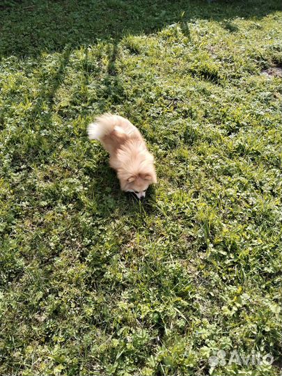 Померанский шпиц