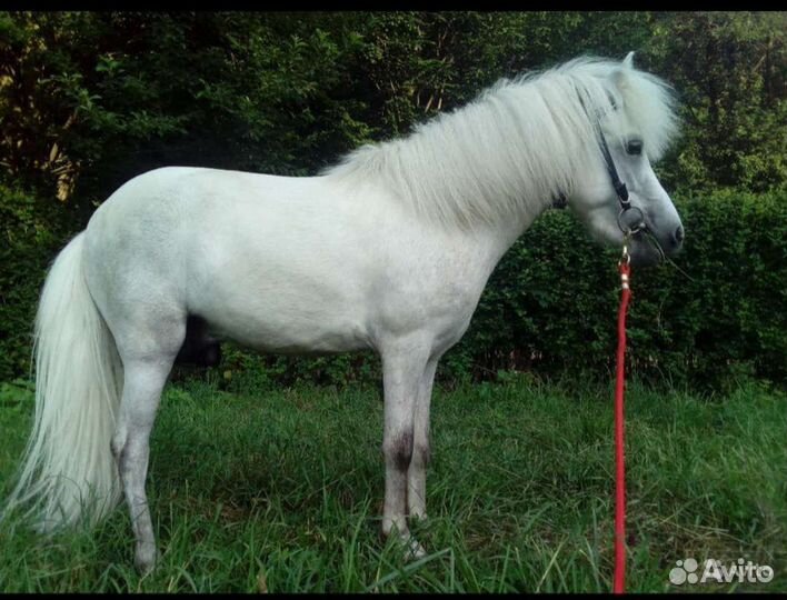 Племенной шетлендский Пони на случку