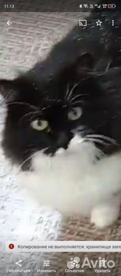 Кошка
