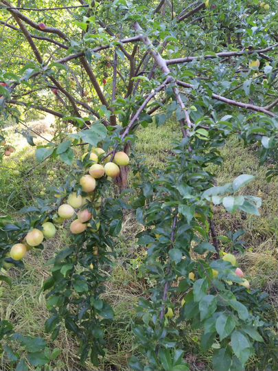 Участок 15 сот. (ИЖС)