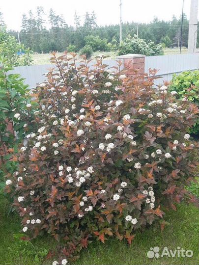 Декоративный кустарник Пузыреплодник