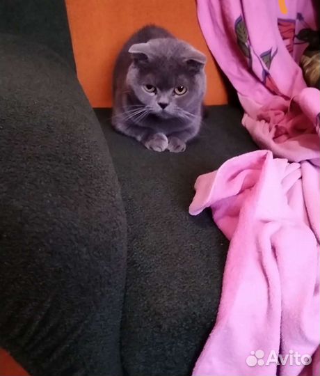 Домашняя гостиница для животных, передержка