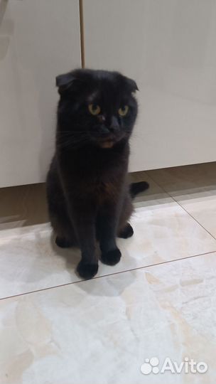 Шотландская вислоухая кошка бесплатно