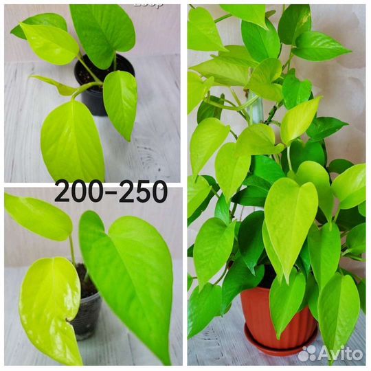 Комнатные растения Цветы