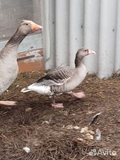 Гусь подсадной для охоты