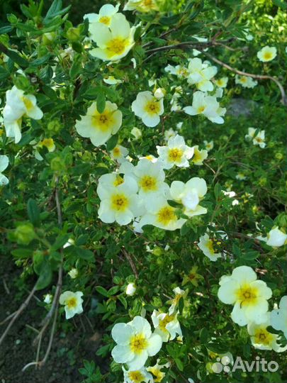 Лапчатка кустарниковая