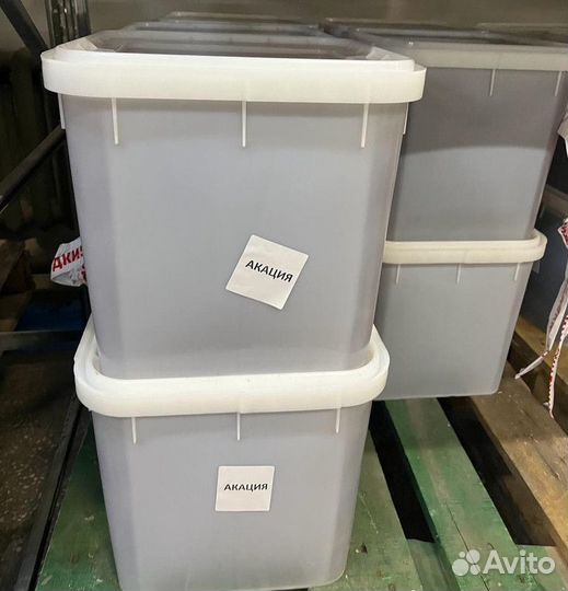 Свежая акация оптом