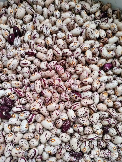 Фасоль спаржевая