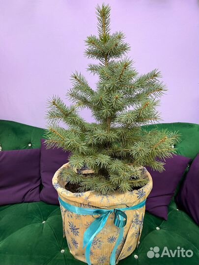 Елка новогодняя живая в горшке