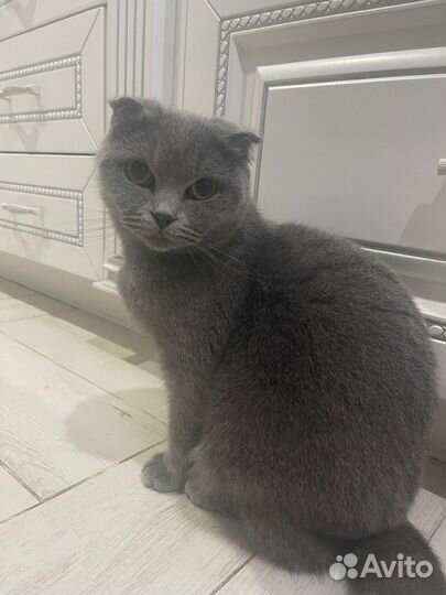 Шотландская