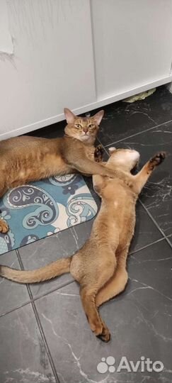 Абиссинский кот