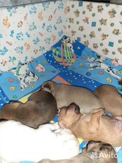 Той-терьер щенки