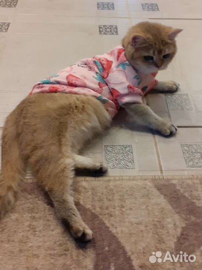 Свитер для кошек и собак