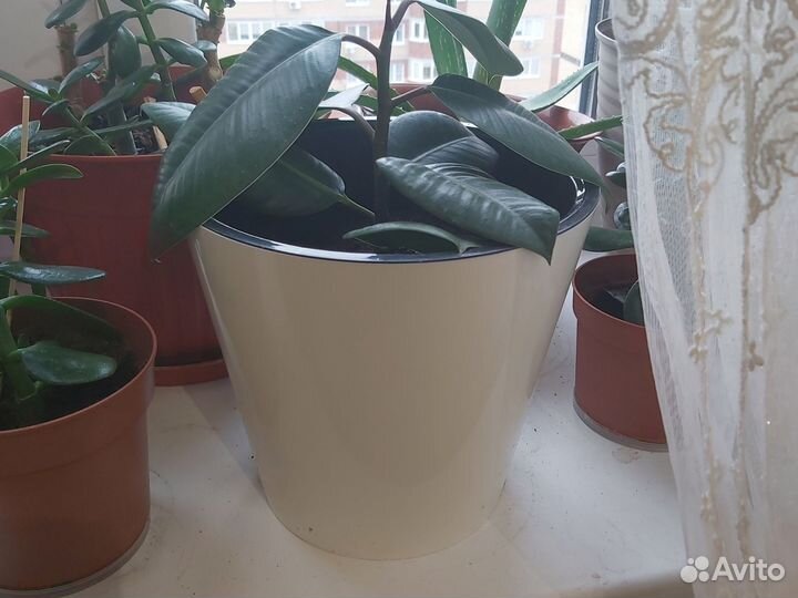 Фикус эластика Абиджан каучуконосный, пеперомия