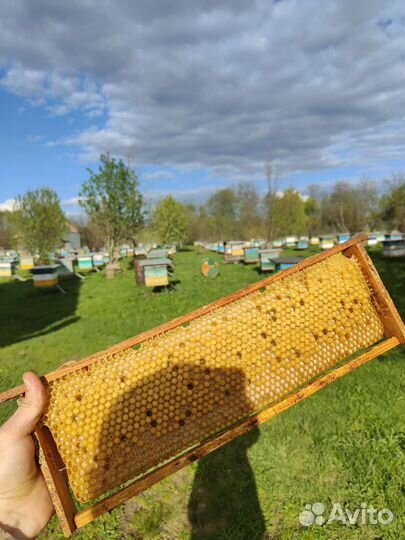 Трутневый гомогенат