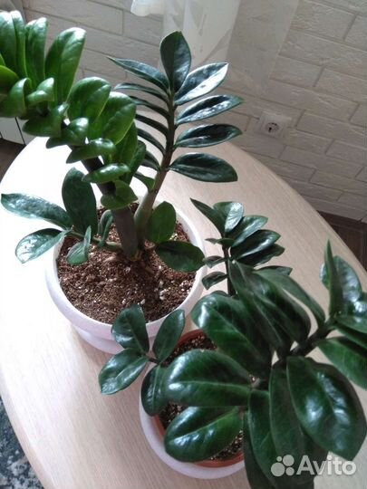 Замиокулькас зензи