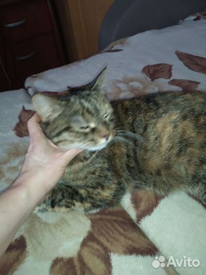 Кошка в дар бесплатно