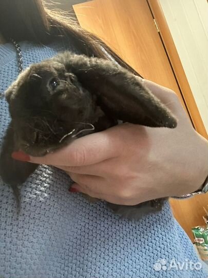 Кролик с клеткой