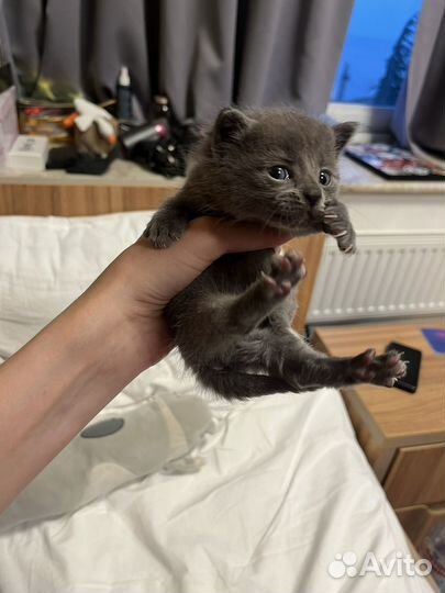 Котёнок 3 недели мальчик