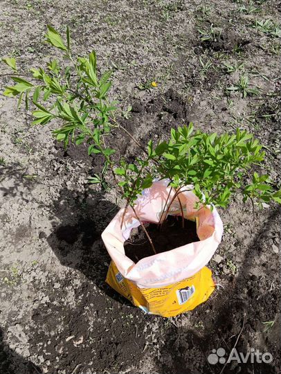 Спирея иволистная