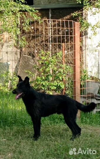 Передержка для собак время летних отпусков