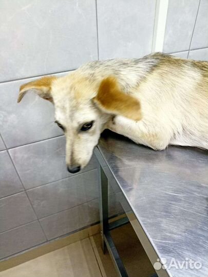 Собака в добрые руки